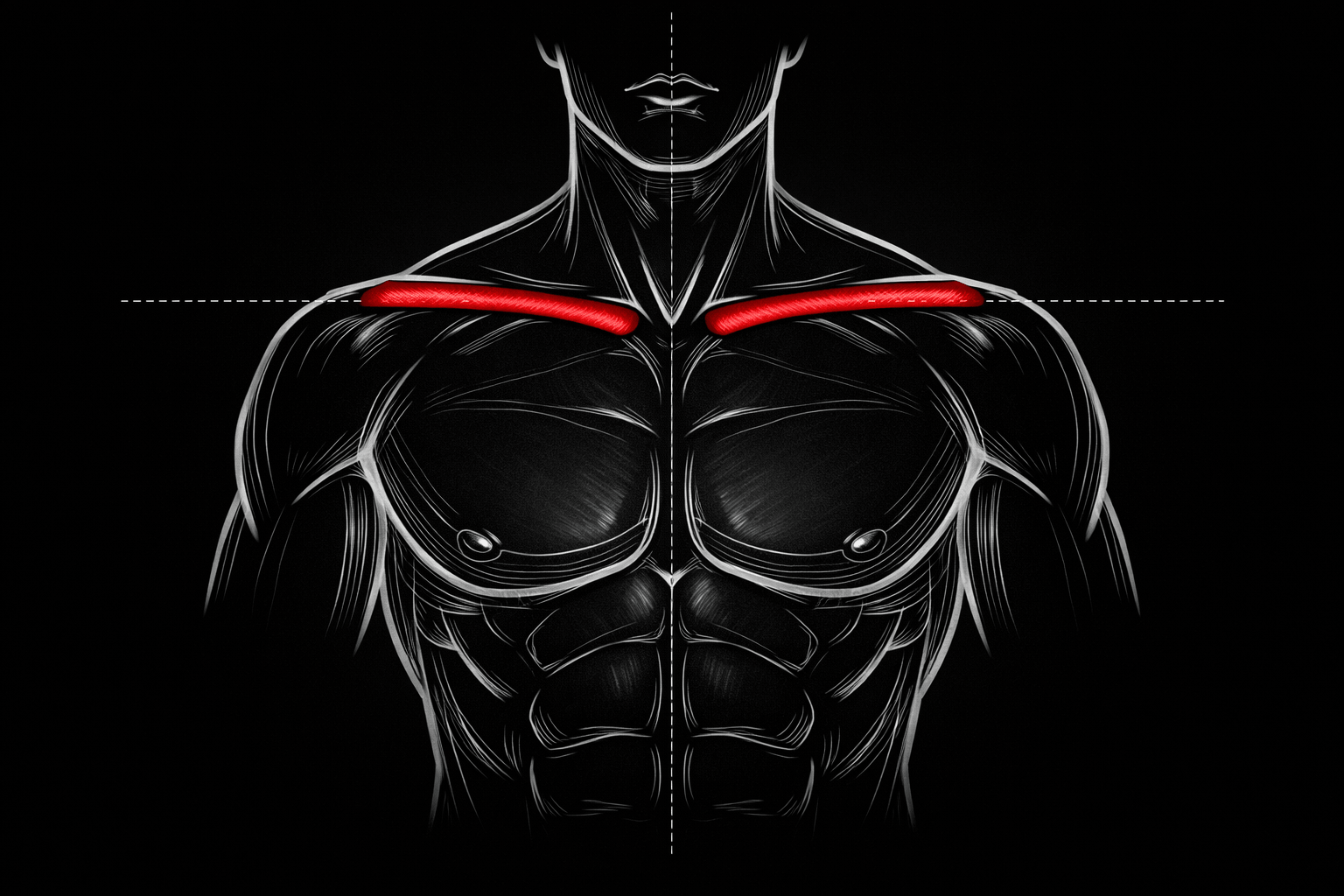 How Clavicle Length Shapes Your Frame